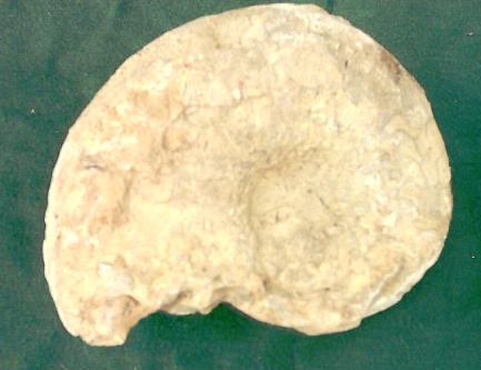Fossilie