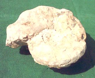 Fossilie