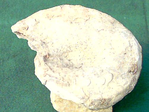Fossilie