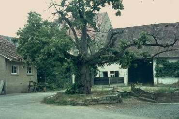 Die alte Linde